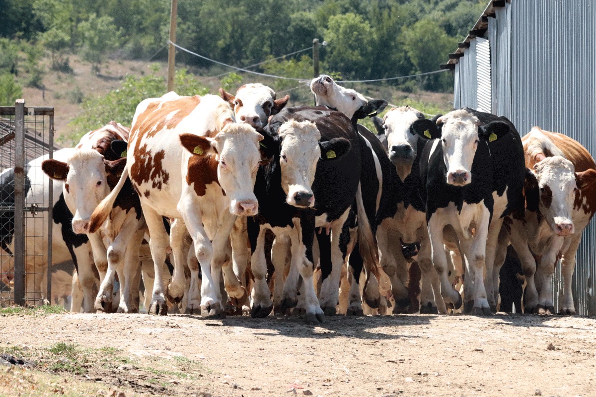Farmeri u Srpskoj za litar nafte treba da prodaju četiri litra mlijeka
