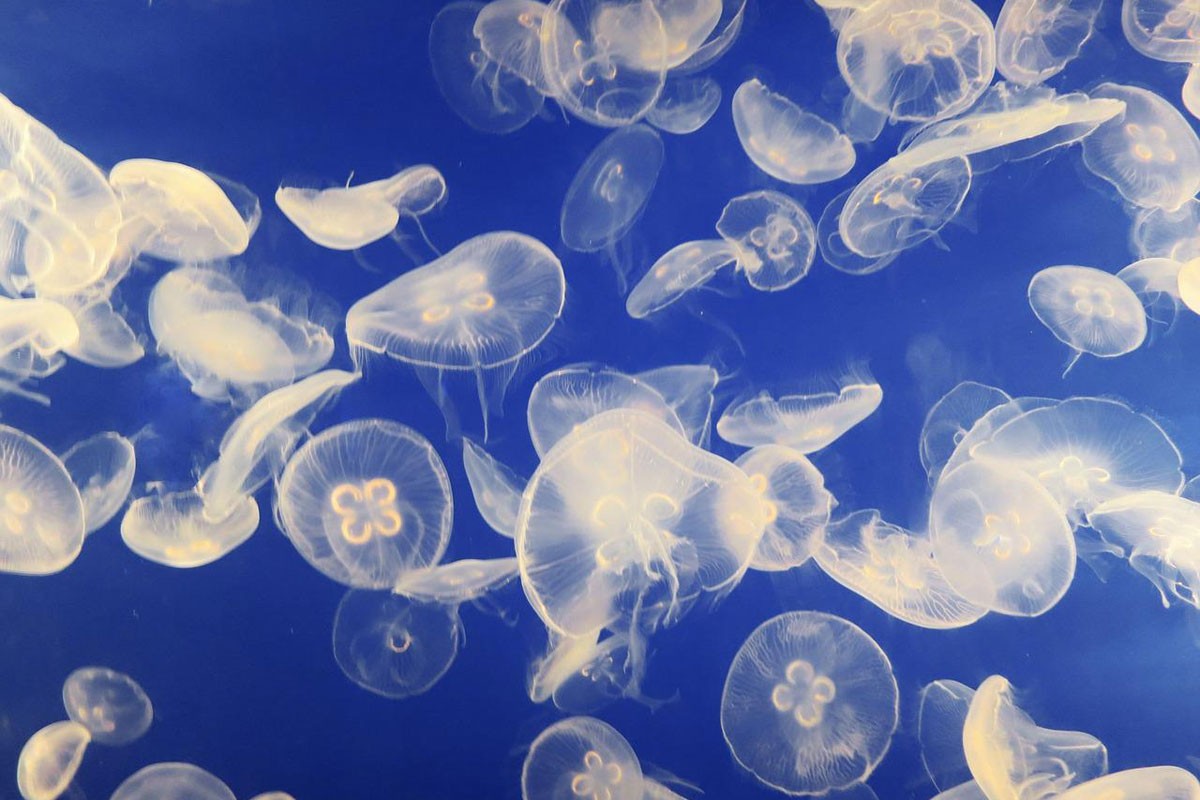 Građi pozivani da prijave ako uoče meduze u hrvatskom moru