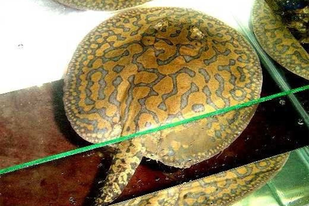 Najveća slatkovodna riba pronađena u rijeci Mekong?