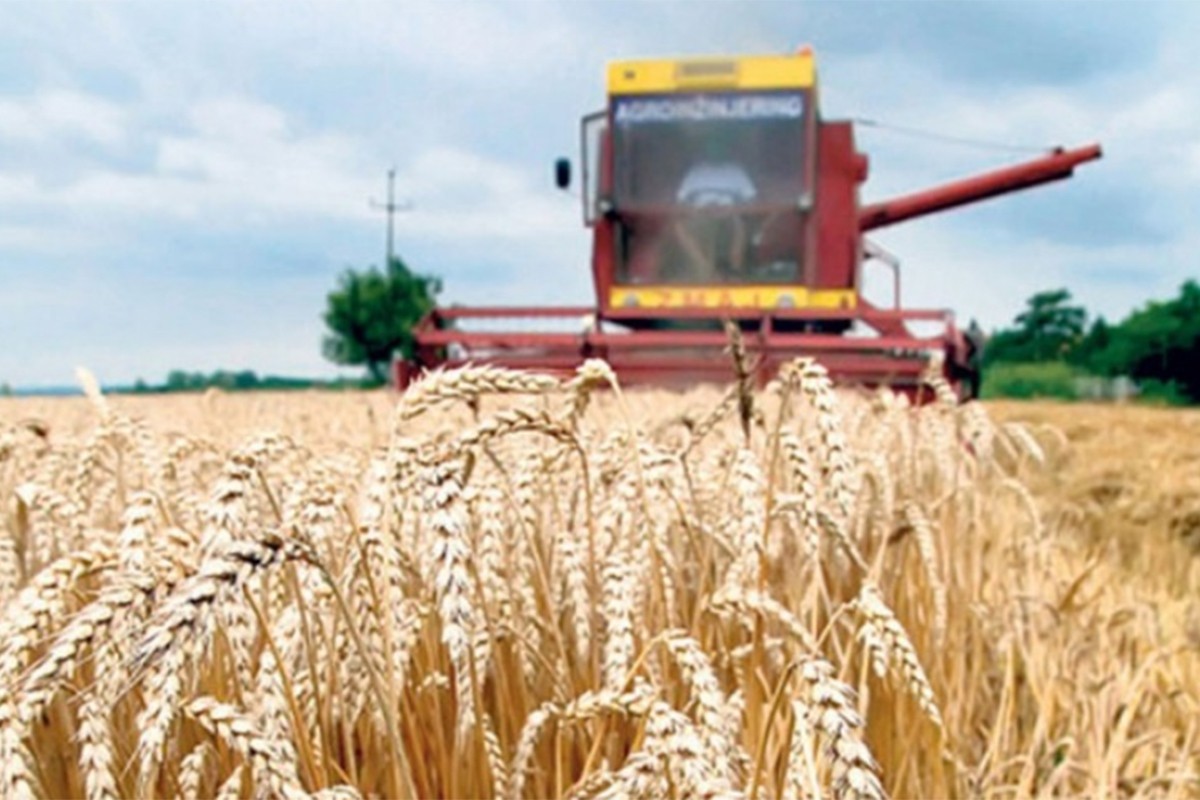 Srbija očekuje manji prinos pšenice zbog suše