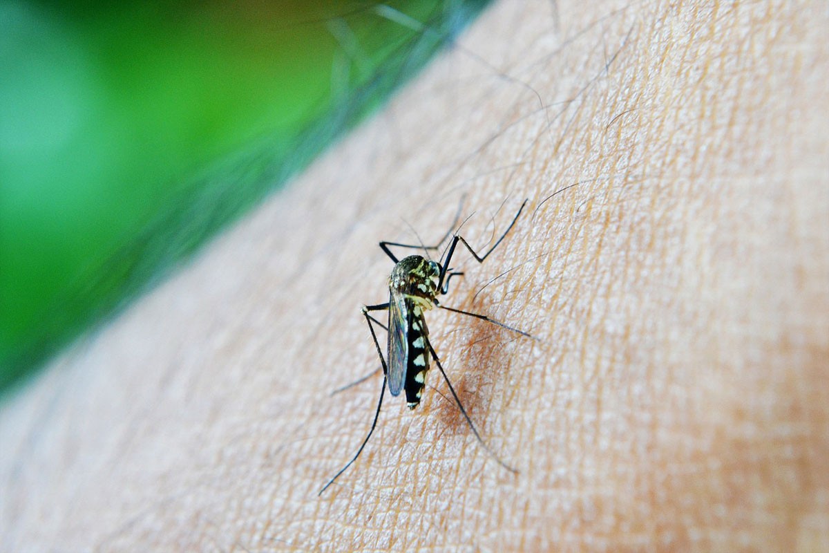 U ponedjeljak i utorak zaprašivanje komaraca na području Banjaluke