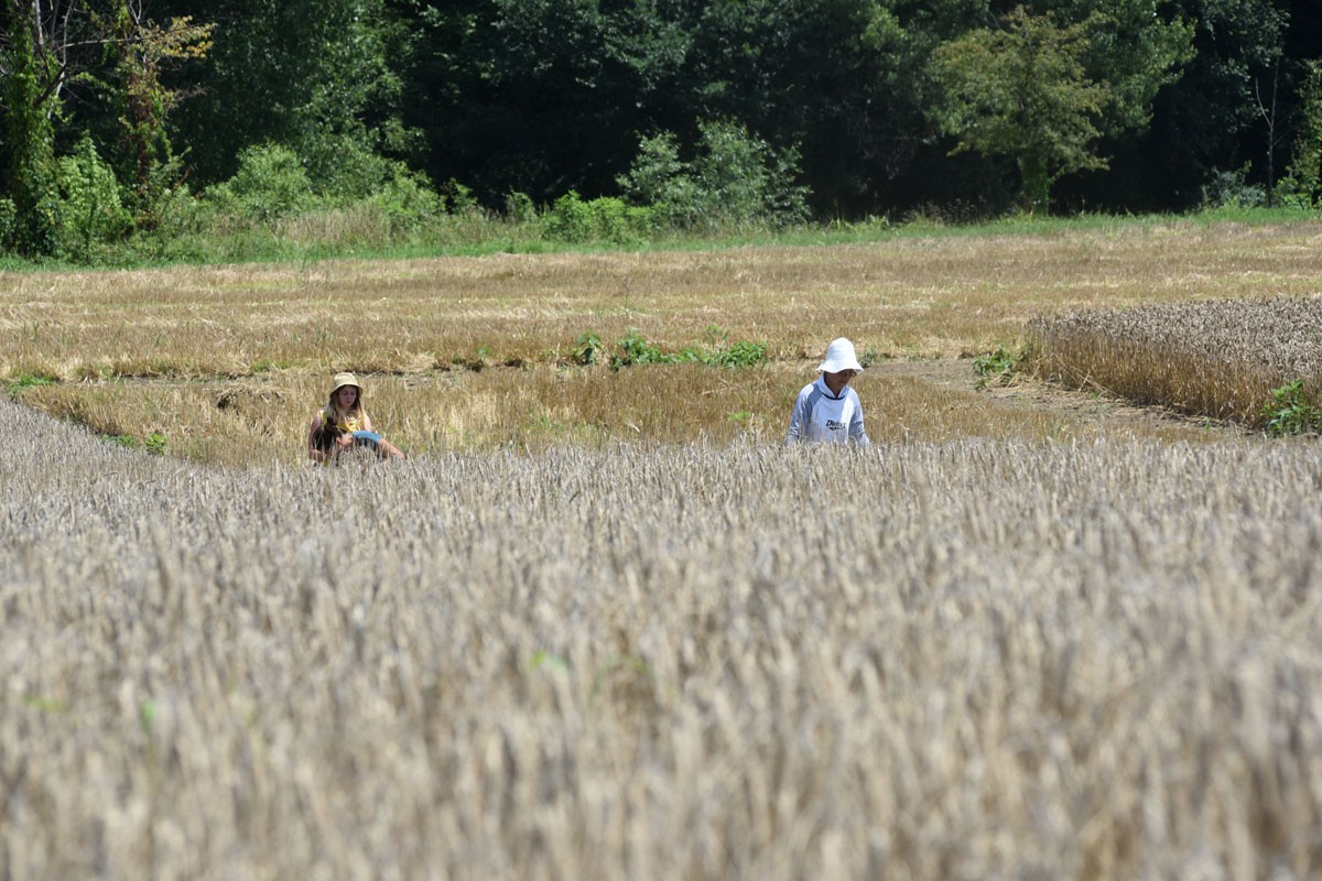 Poljoprivrednici nisu optimisti u vezi s prinosom pšenice