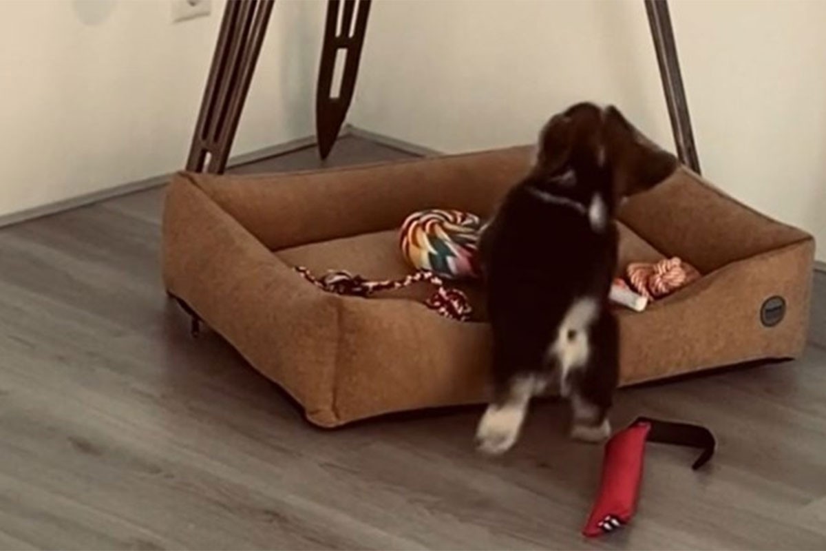 Pas koji u krevet sprema omiljene igračke oduševio internet