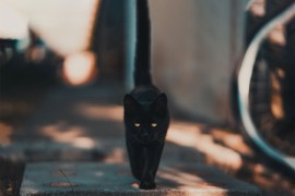 Vic dana: Kad crna mačka donosi nesreću