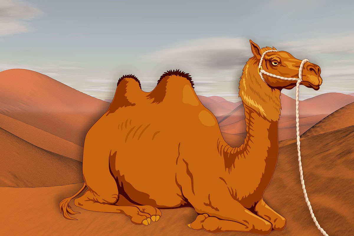 Vic dana: Zašto kamila ne jede pijesak?