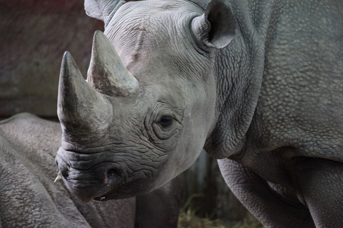 Nosorozi se vratili u Mozambik 40 godina nakon izumiranja