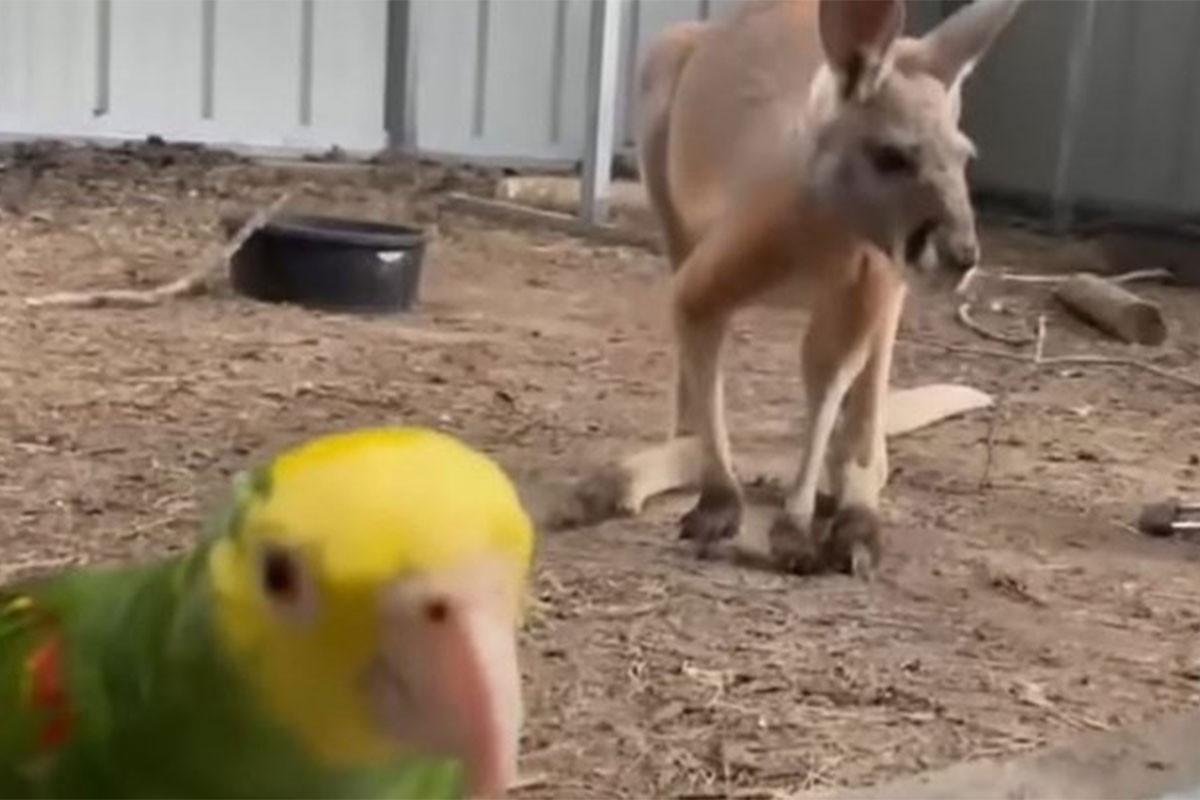 Papagaj kljunom otvorio kavez u kojem je bio kengur i pustio ga na slobodu