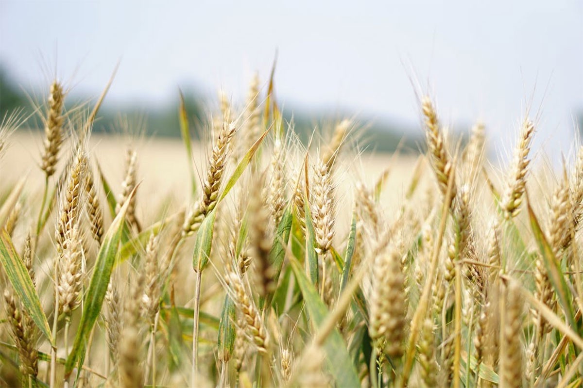 Semberski proizvođači očekuju otkupnu cijenu pšenice od 65 do 70 feninga