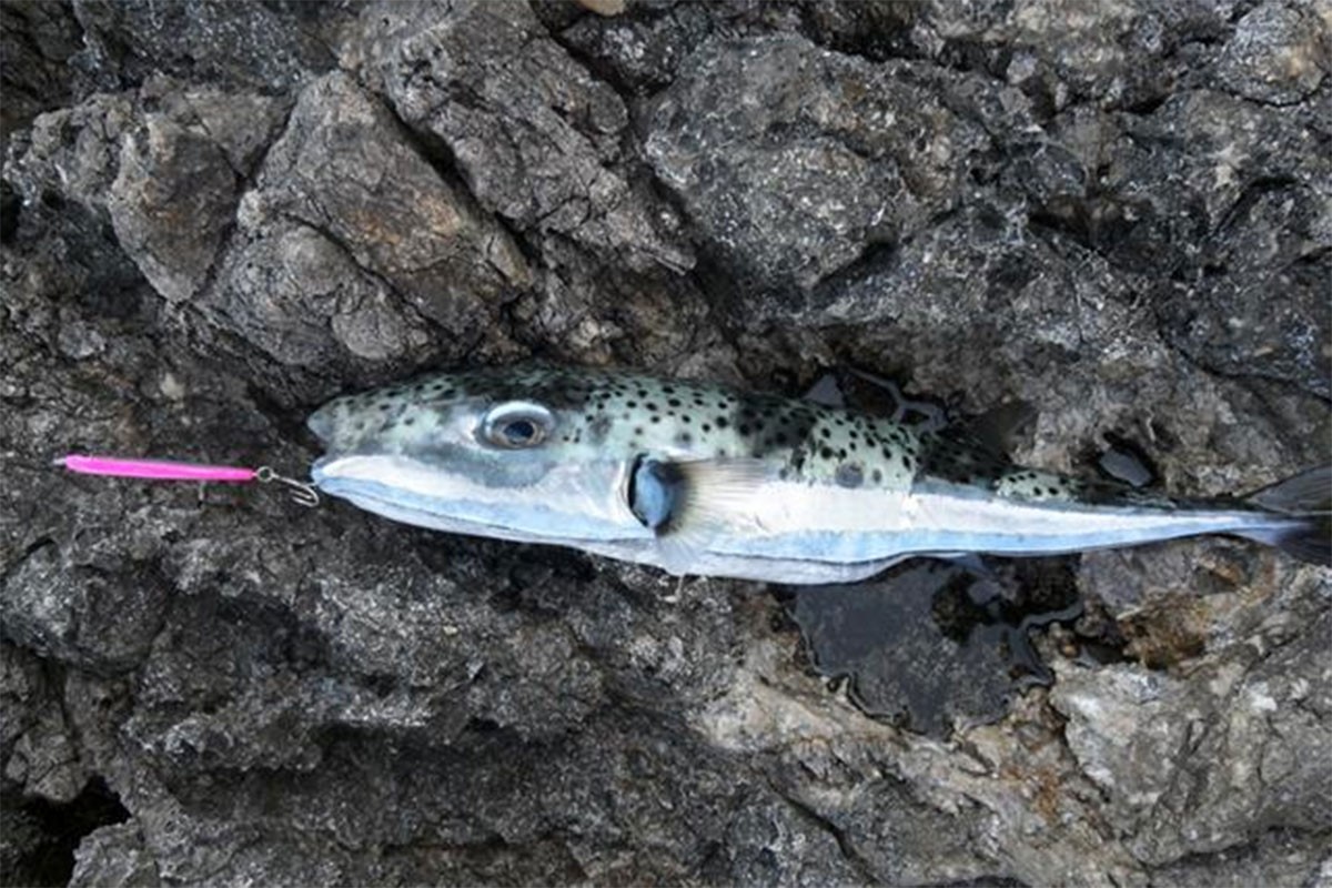 Najotrovnija riba se pojavila u Jadranu: Otrov sto puta jači od cijanida