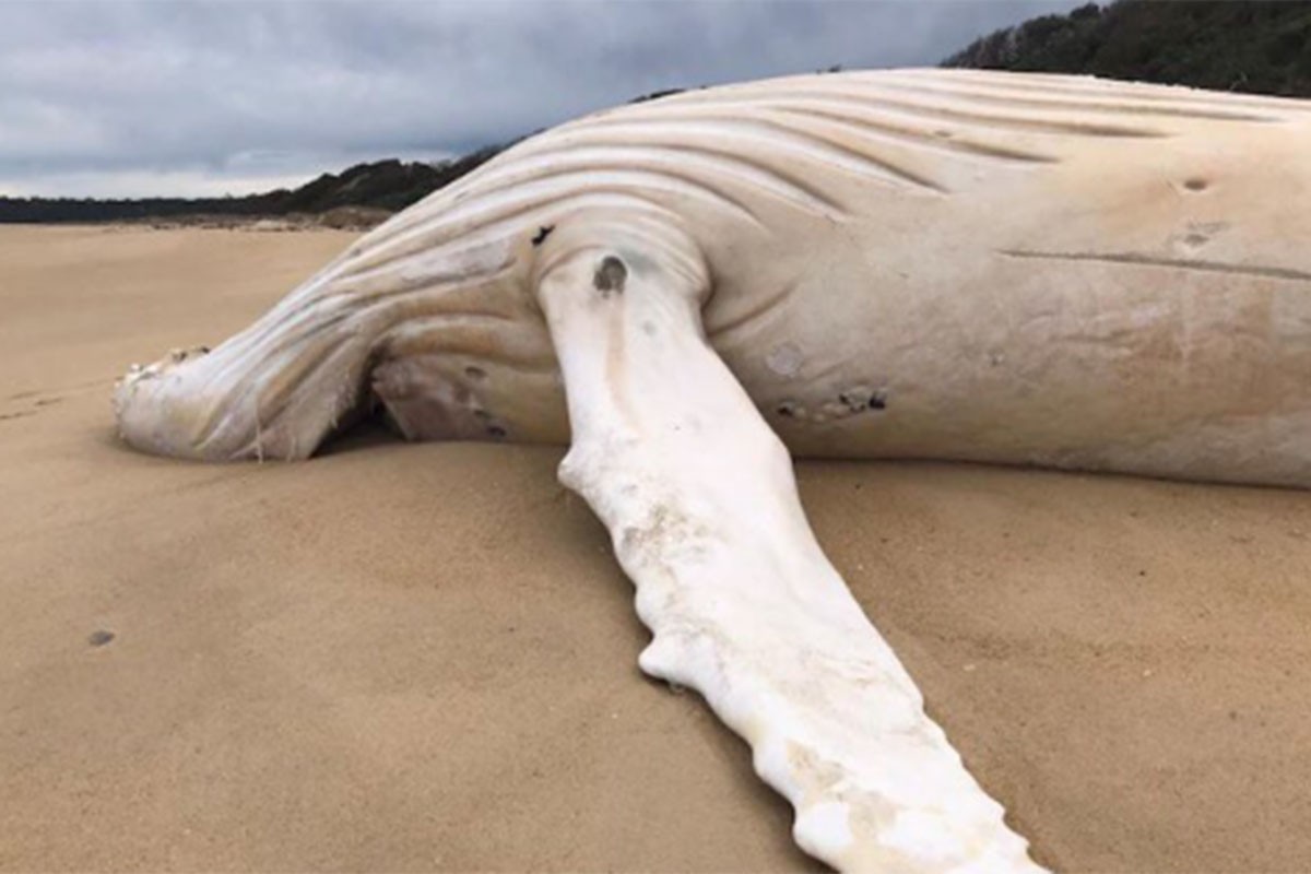 More izbacilo leš bijelog grbavog kita, naučnici se plašili da je Migalu