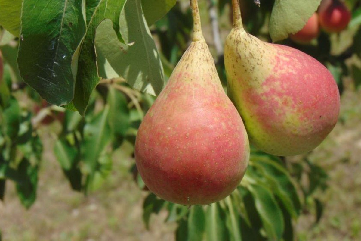 Stare sorte voća spasavaju od izumiranja