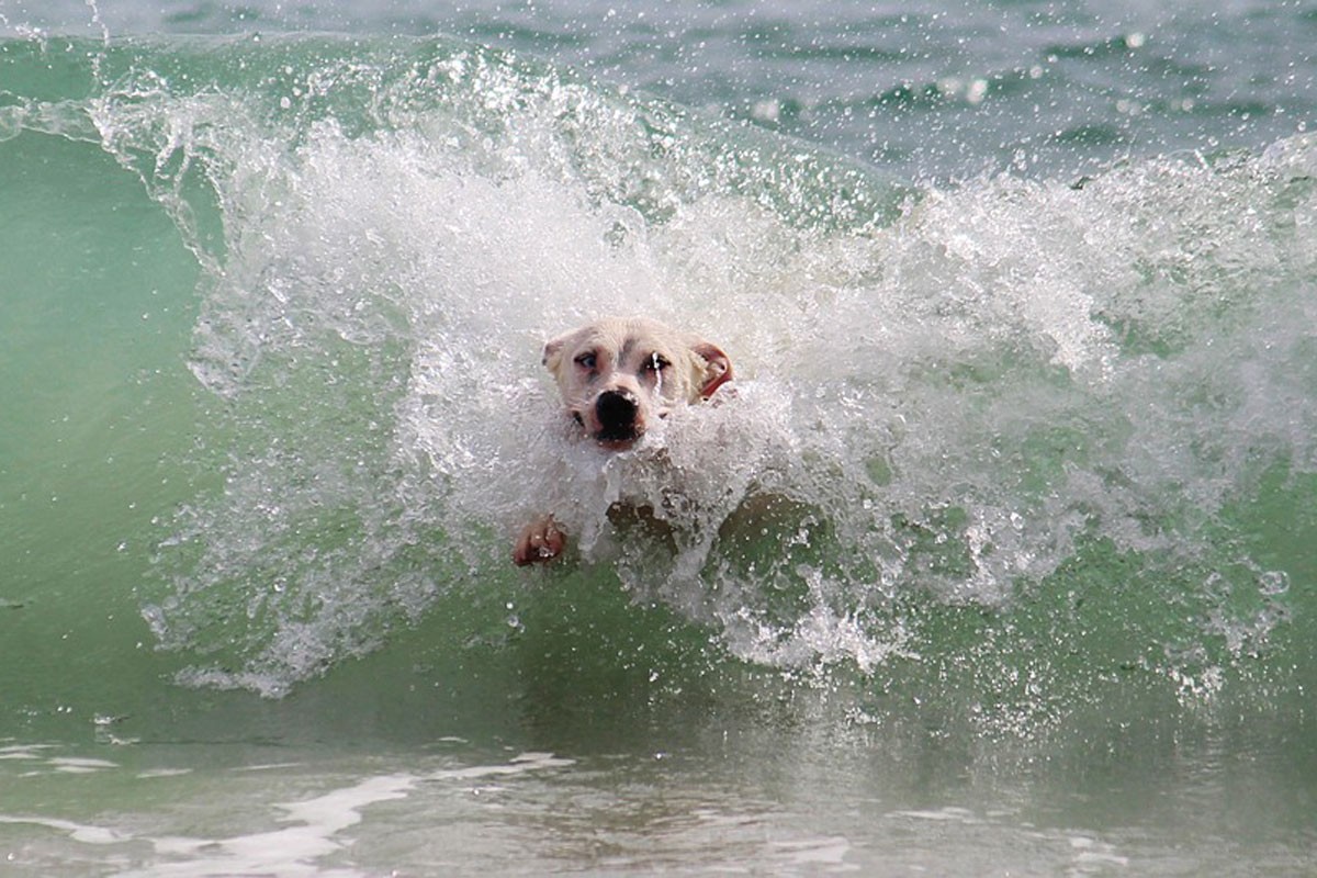 Smije li vaš pas popiti morsku vodu, evo što kažu veterinari