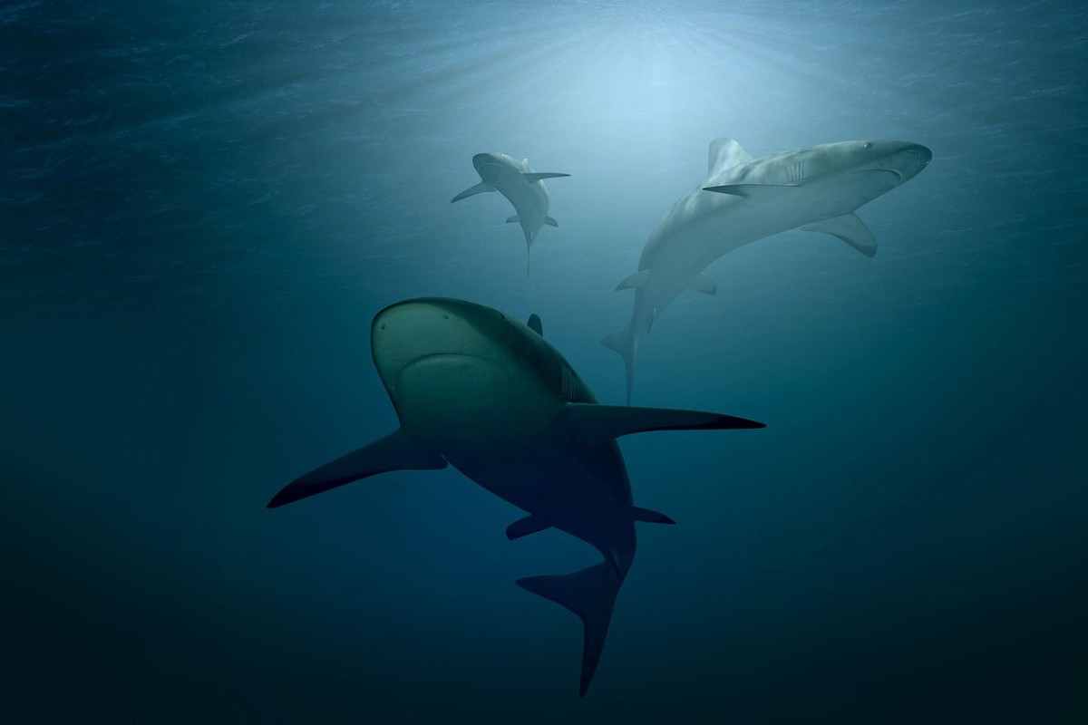 Naučnici otkrili da najveći morski pas na svijetu nije mesožder