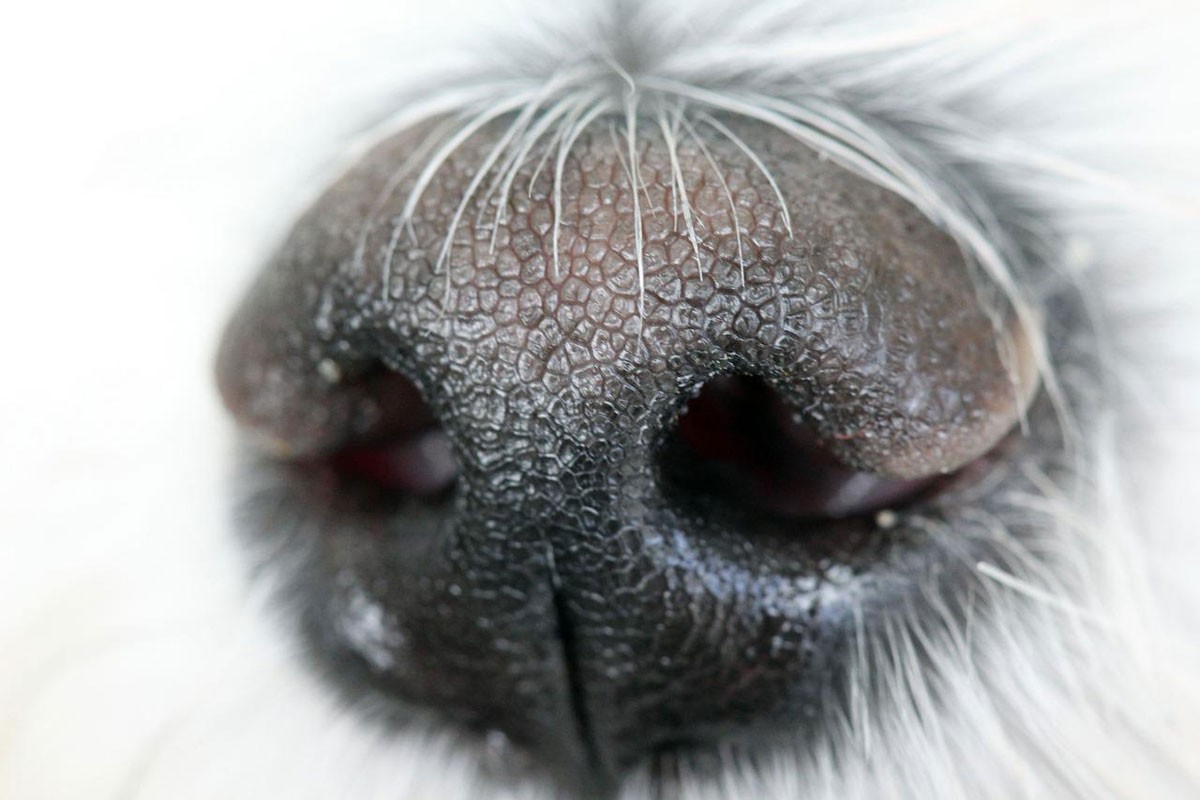 Psi vide nosem, naučnici potvrdili vezu između psećih čula njuha i vida