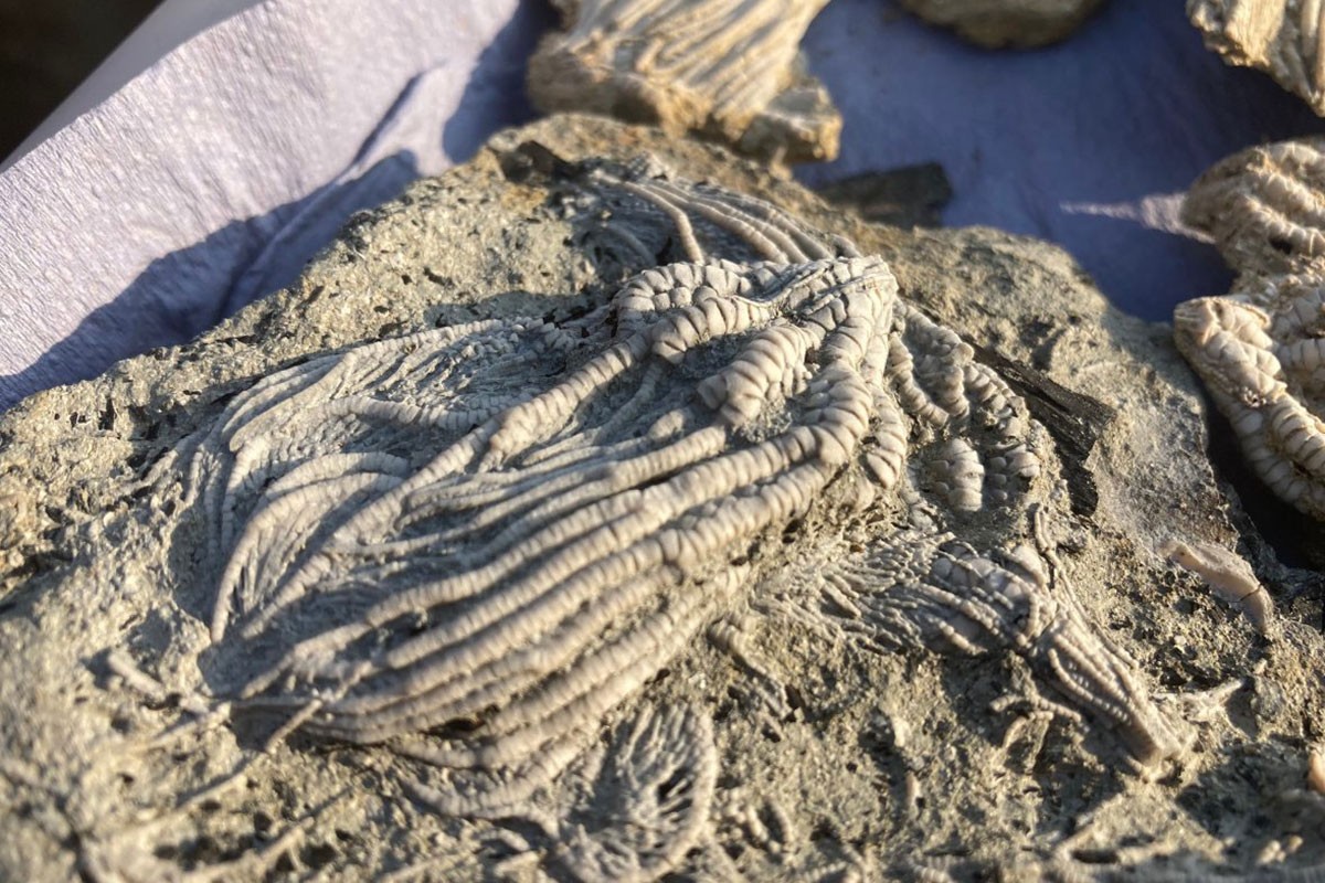 Otkrivena riba fosil koja iskače iz stijene