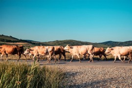 Bavarski stočar kažnjen zbog balege na cesti, krave zaprljale put