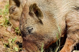Divlje svinje opet terorišu poljoprivredne proizvođače