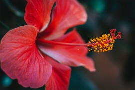 Hibiskus: Egzotični cvijet uz koji se vrt i terasa pretvaraju u ...