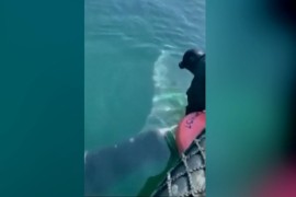 Kit beluga se zaglavio u Seni, bezuspješno pokušavaju da ga nahrane