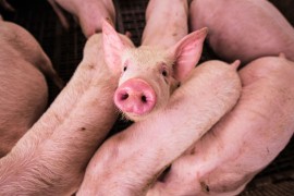 Naučnici uspjeli da obnove rad organa svinje sat vremena nakon smrti