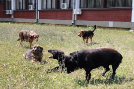 Napušteni kućni ljubimci u Banjaluci: Gazde na moru, psi na ulici