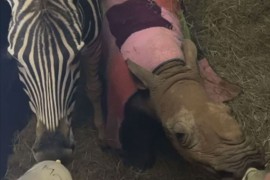 Bebe nosoroga i zebre pronađene kao siročad, u utočištu postale ...