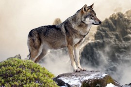 Populacija vukova povećava se u švajcarskim Alpama