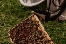 Romanijski pčelari zadovoljni prinosom meda