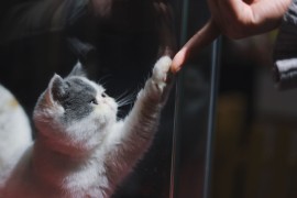 Studija potvrdila: Mačke vole ljude koji njih ne vole