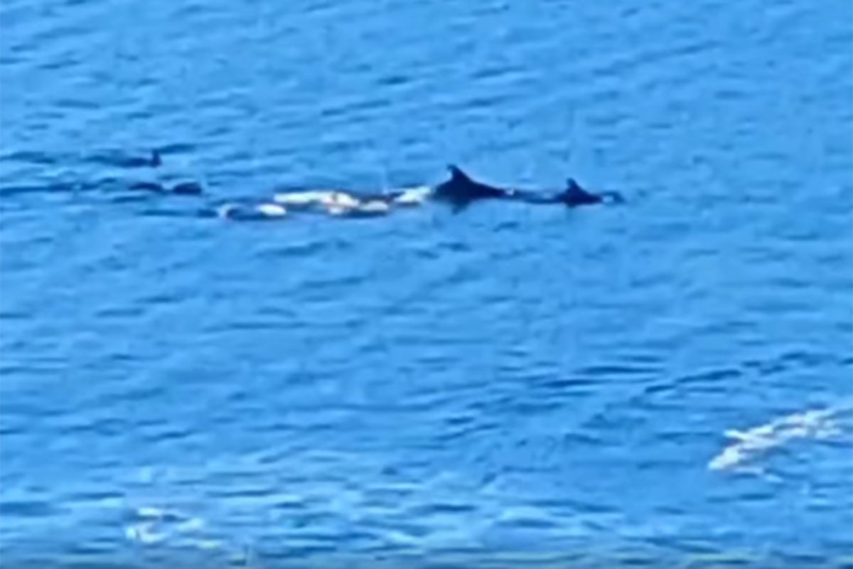 Jato delfina oduševilo posjetioce Neuma