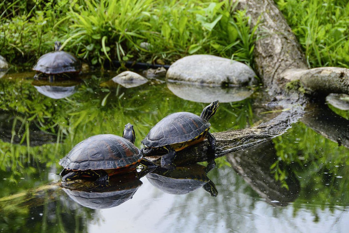 Kako toplija ljeta utiču na pol kornjača na Floridi