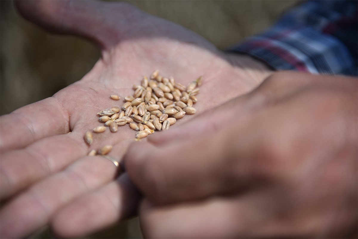 Ukrajinsko žito (ne) vraća u rikverc cijene hrane