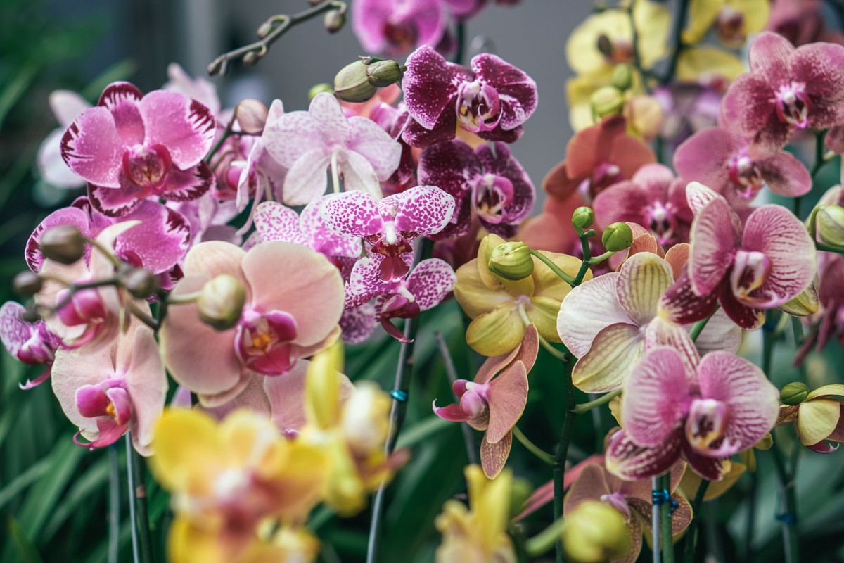 Savjeti za uspješan uzgoj i njegu: Orhidejama gode prirodno svjetlo i vlaga