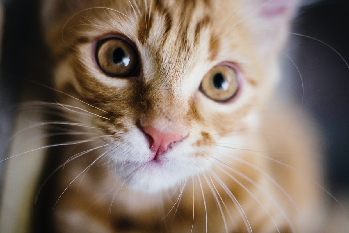 Danas je Međunarodni dan mačaka, ovo možda niste znali o njima