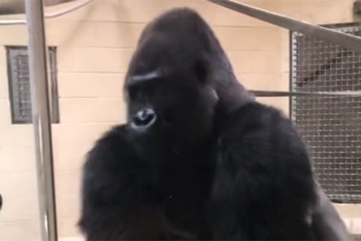 Gorila u zoološki vrt uletjela kao holivudska zvijezda, video je urnebesan