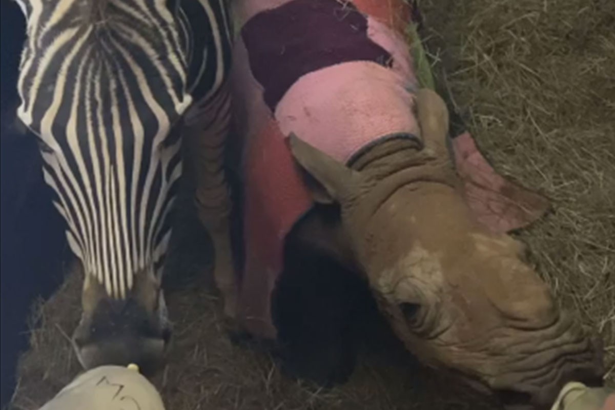 Bebe nosoroga i zebre pronađene kao siročad, u utočištu postale nerazdvojne