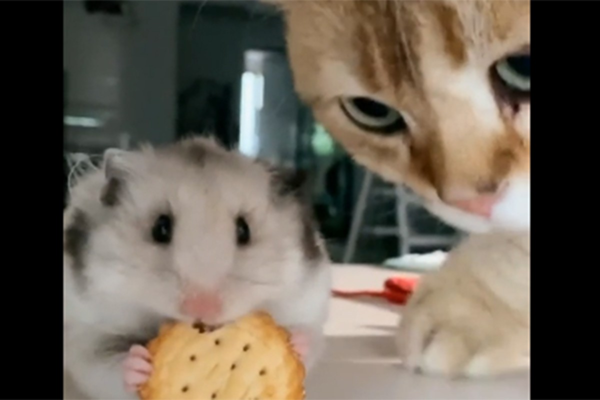 Video mačke i hrčka osvojio društvene mreže: "Sačekaj da pojedem"