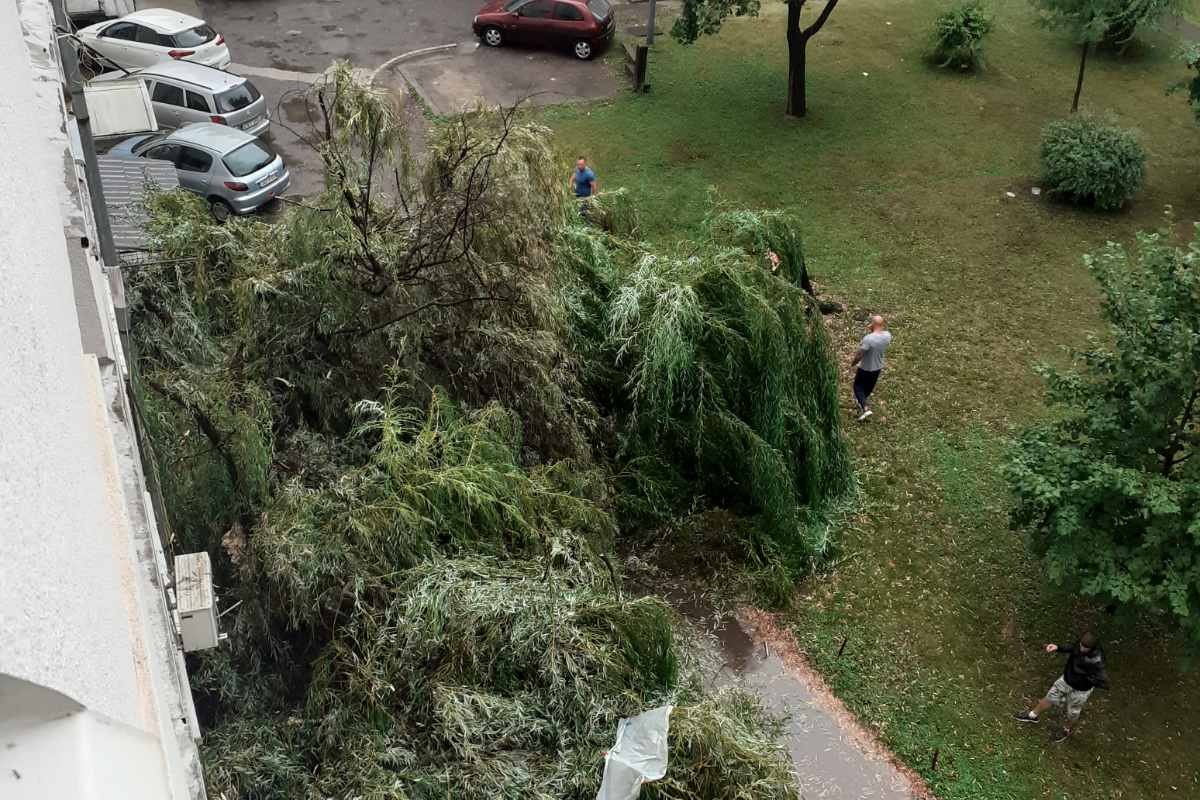 Drvo palo na zgradu, oštećeni i parkirani automobili