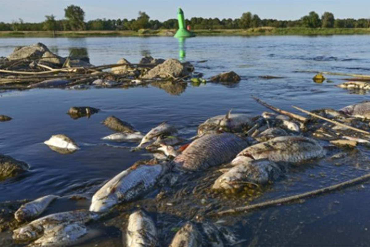 Masovni pomor ribe u rijeci Odri