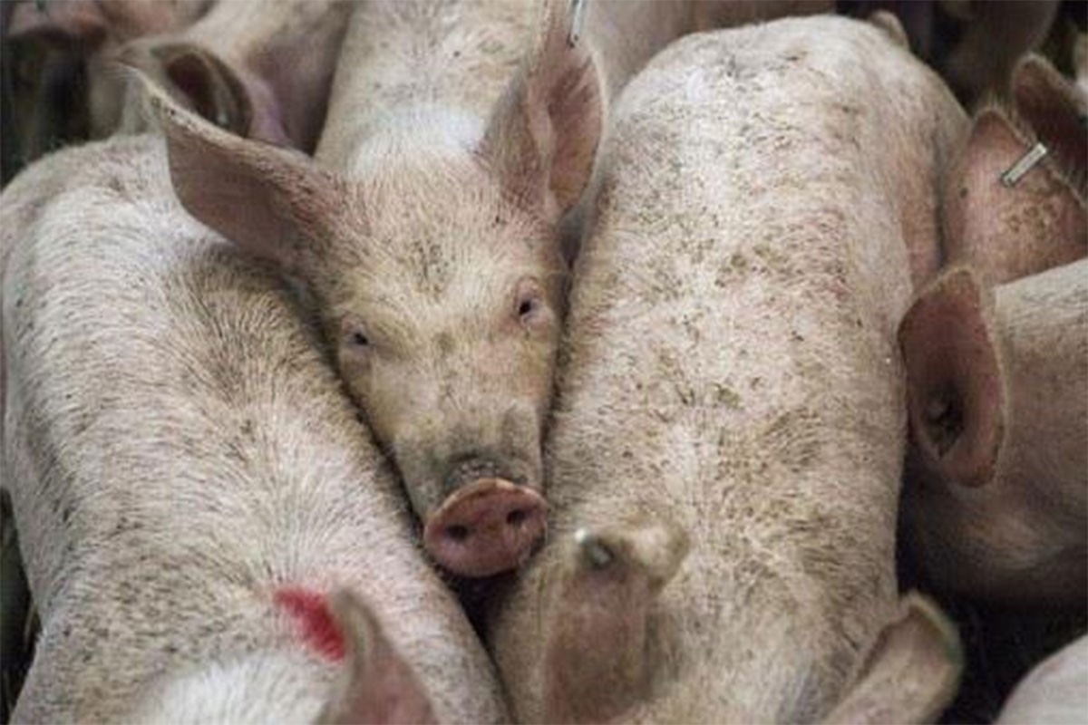 Skoro milion svinja manje u danskim štalama