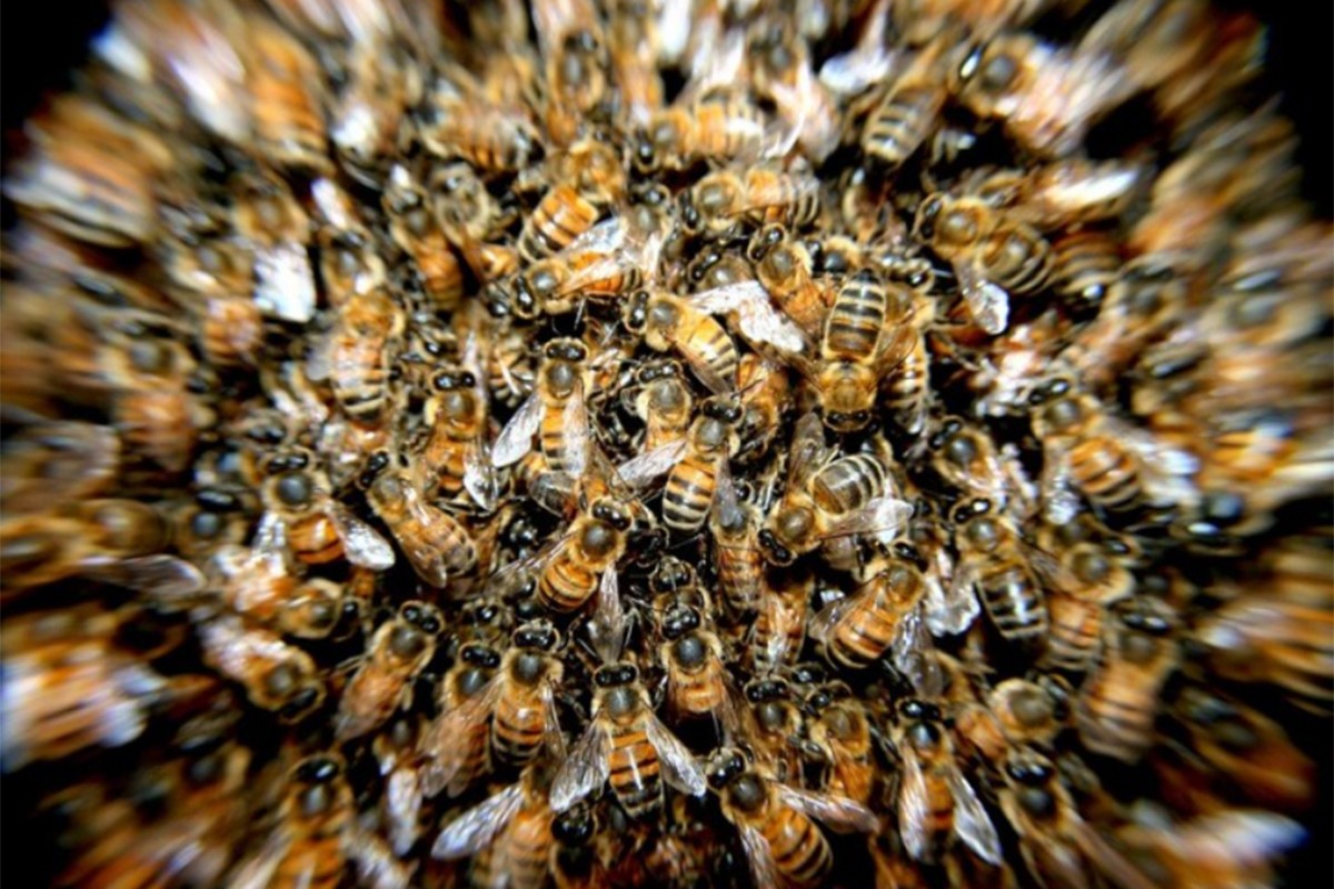 Masovan pomor pčela u Hrvatskoj