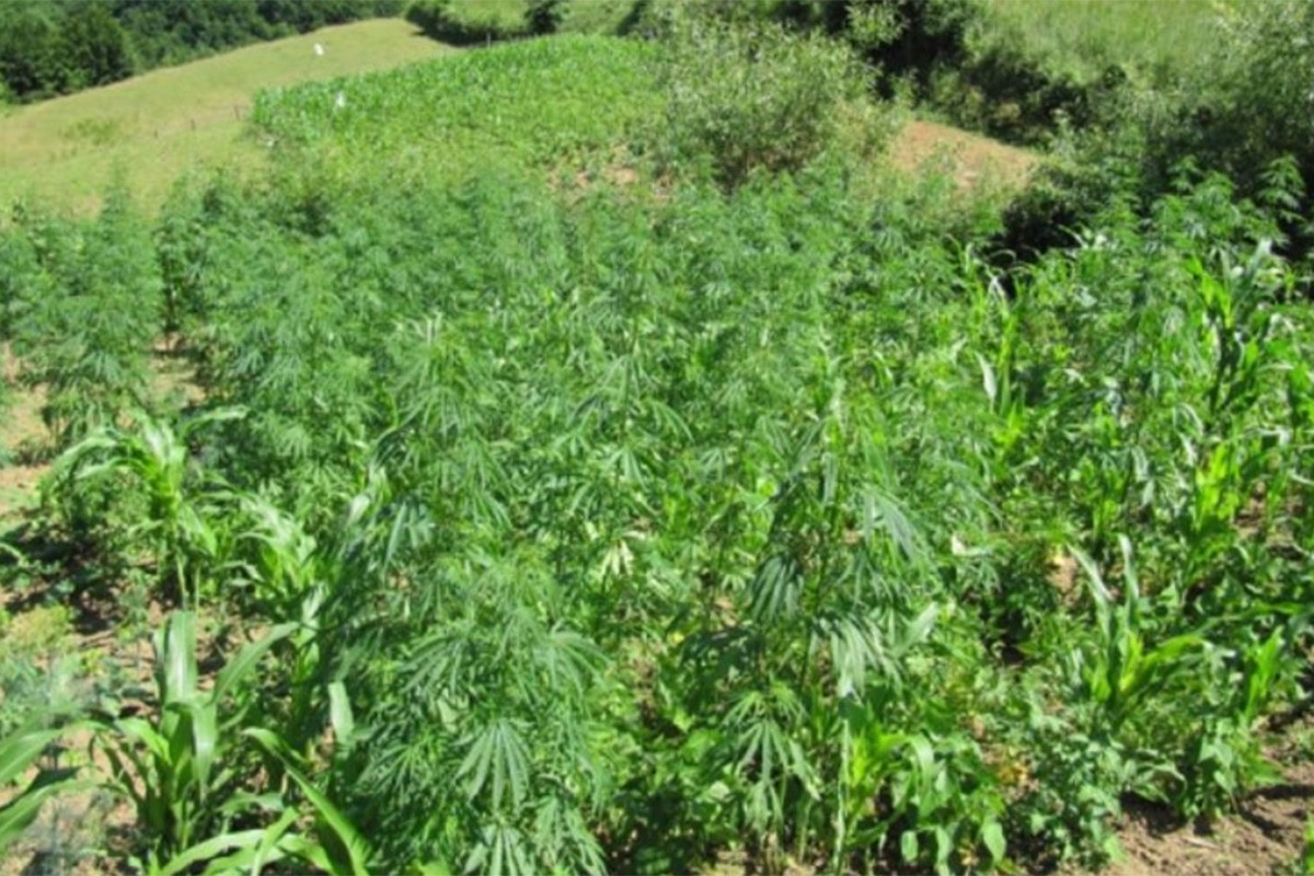 Pronađena plantaža marihuane, uhapšene dvije osobe