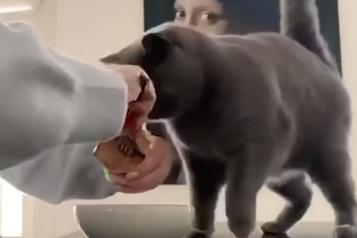 Mačka dotrčala čim je čula otvaranje konzerve, snimak nasmijao mnoge
