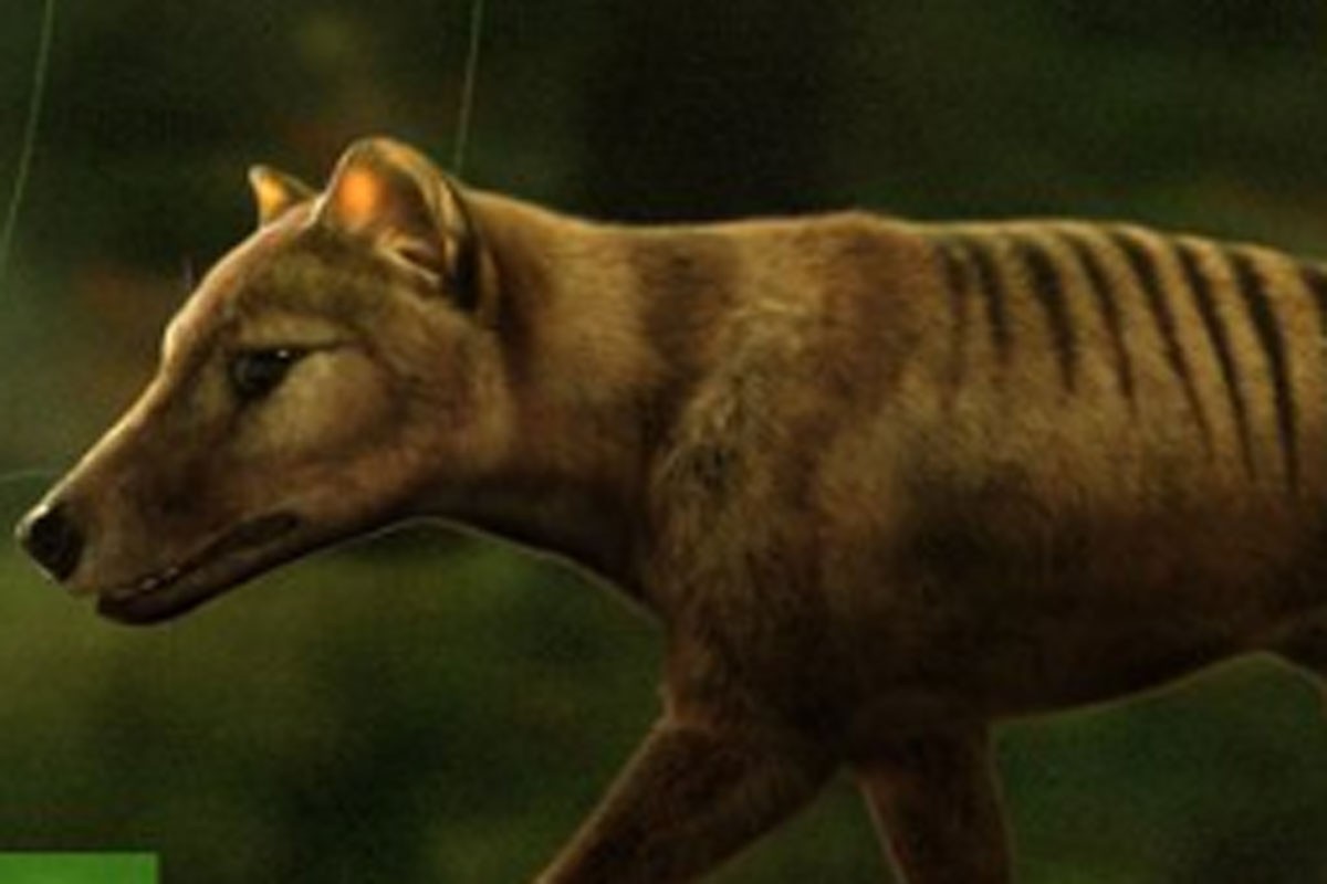 Naučnici planiraju višemilionsko uskrsnuće tasmanijskog tigra