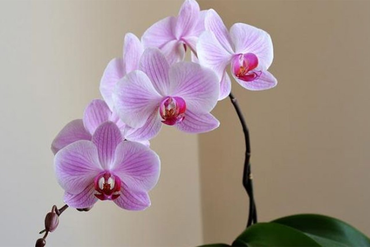 Kako da pravilno zalivate orhideju