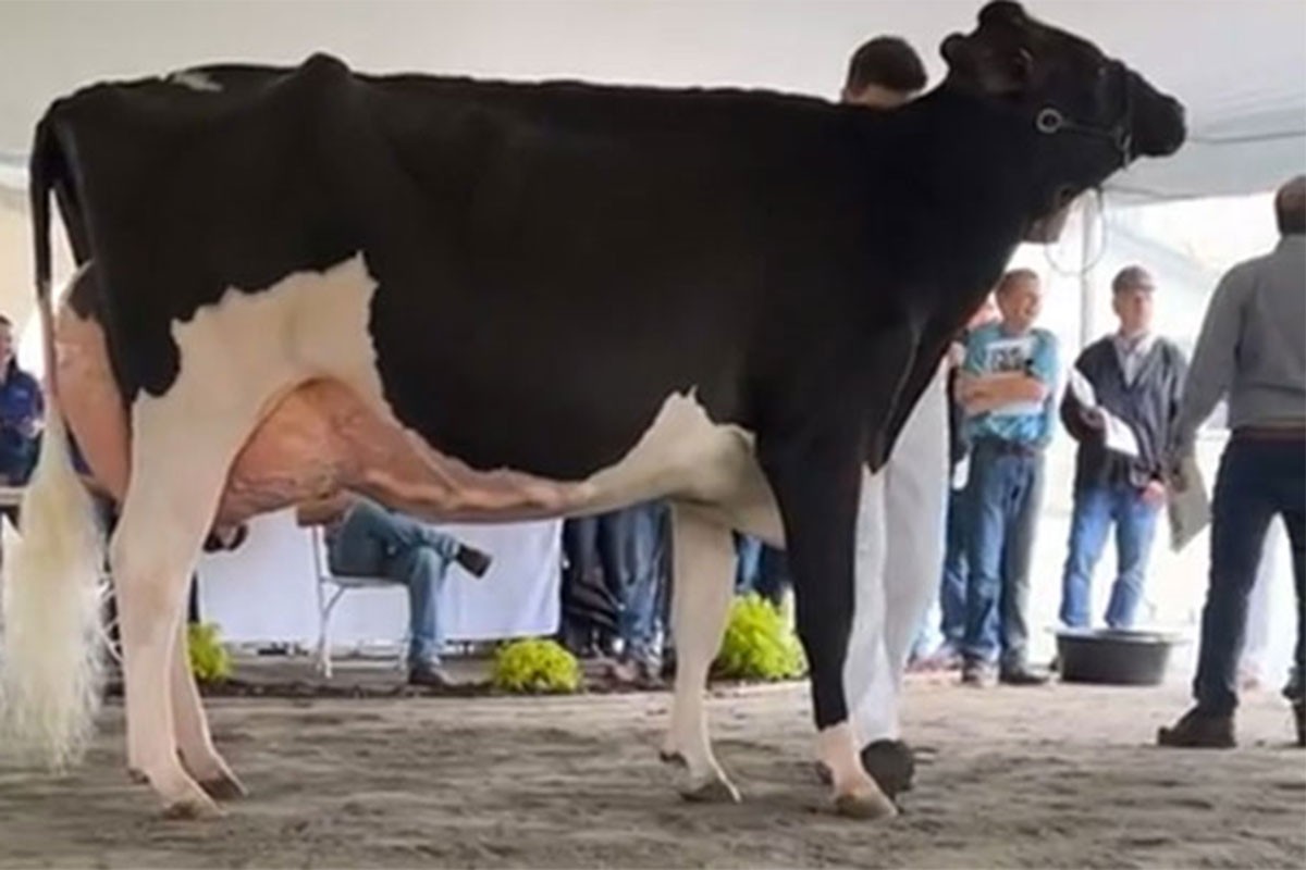 Evo za koliko je prodana najskuplja krava na svijetu