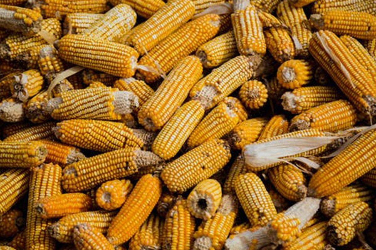 Marinković: Umanjeni prinosi kukuruza i do 80 odsto