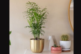 Palma sreće: Raskošna zelena ljepotica idealna za svaki dom