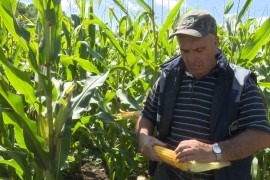Predstavljeni hibridi kukuruza otporniji na sušu