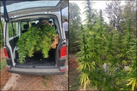 Nastavak akcije "Plantaža": Pronađeno još 16 stabljiki marihuane
